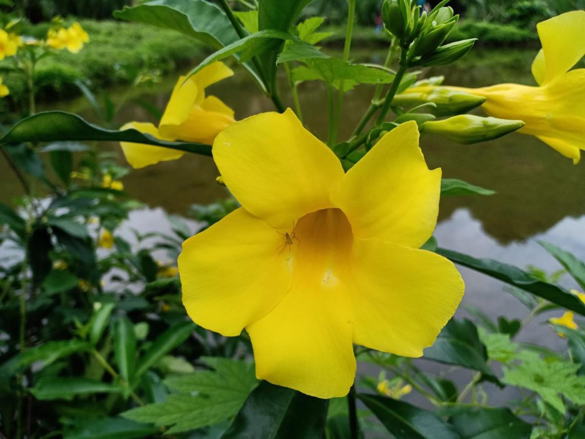 Kampoeng Karst Rammang Rammang Guest House Kasijala Екстериор снимка